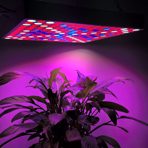 LED Grow Light