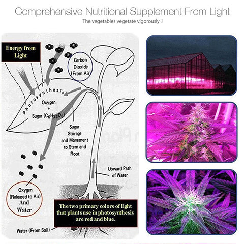 LED Grow Light