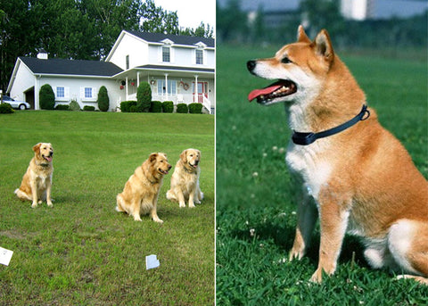 Electronic Dog Fencing System